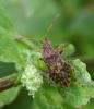 Stictopleurus sp.
